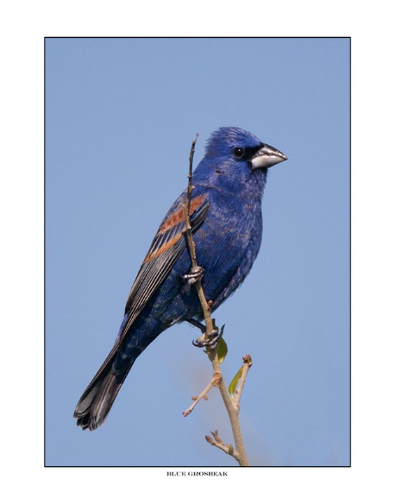 _1SB0460 blue grosbeak a85x11.jpg